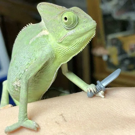 reptile reptile mammal lizard