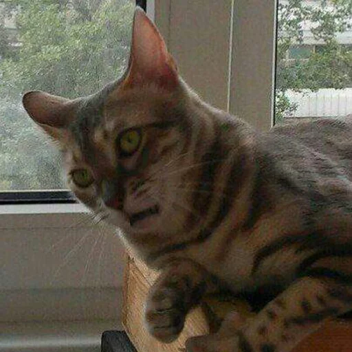 mammal mammal cat animal