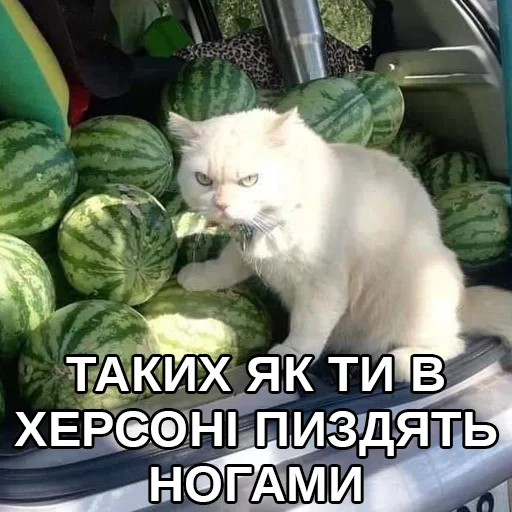 cat cat animal melon
