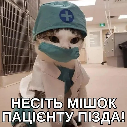 cat cat indoor wearing