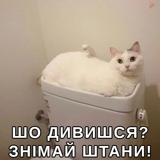 cat cat animal small to medium-sized cats