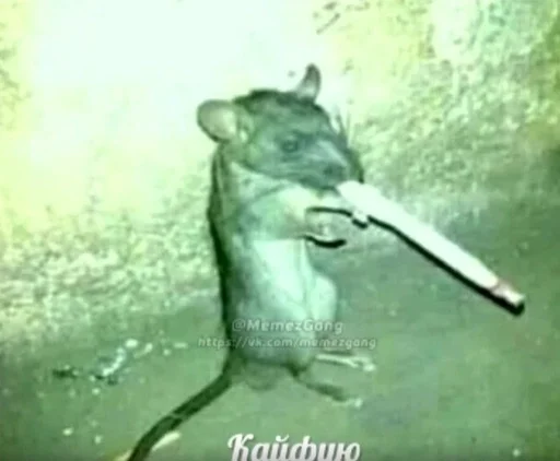 animal mammal mouse