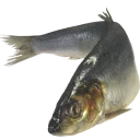 Стикер fish (@moloko_stk) - 0