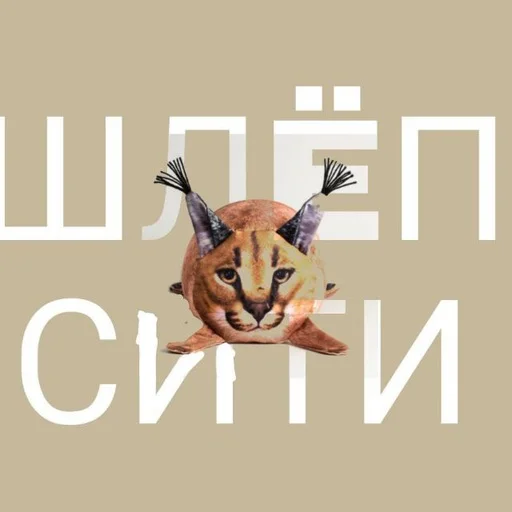 ШлепСити ШлепСити -