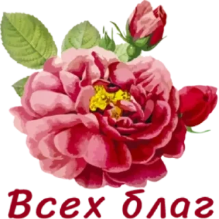 Sticker 🌸 Весенние пожелания @MoiStikiBot - 3