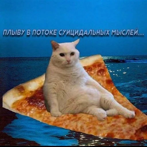Вселенная котиков @footpic6 Вселенная котиков @footpic6 -
