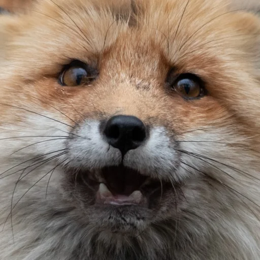 млекопитающее животное лиса
