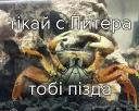 хороший чат, то, что надо хороший чат, то, что надо - СМС