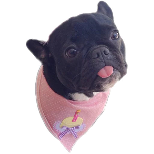 Frenchie Sticker Pack Frenchie Sticker Pack -