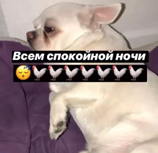 pet mammal animal