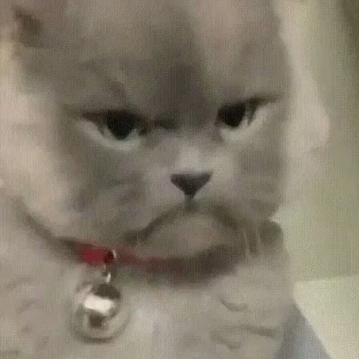 mammal cat animal