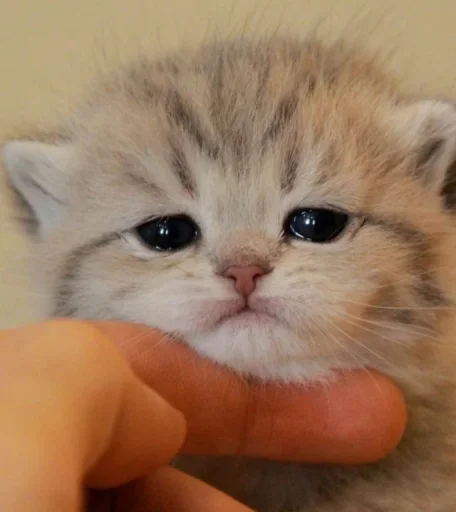 mammal animal cat