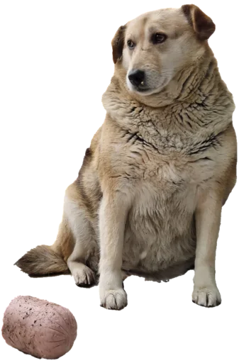 batumidogs batumidogs -