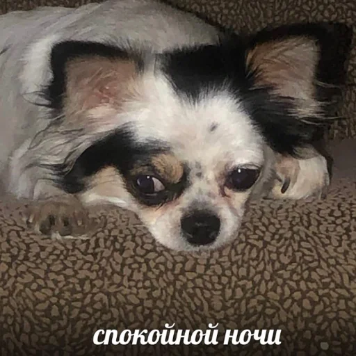 мяу мяу -