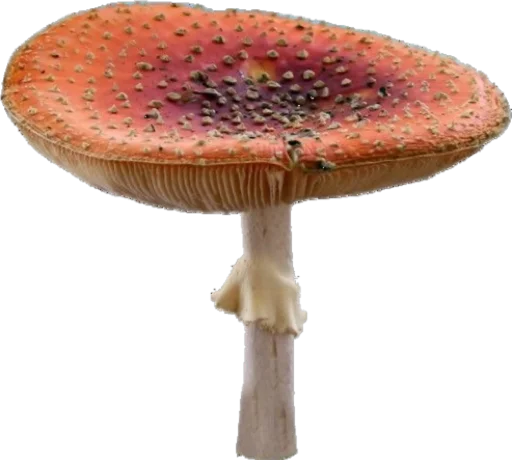 гриб гриб съедобный гриб