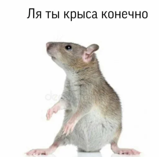 mammal mammal animal rodent
