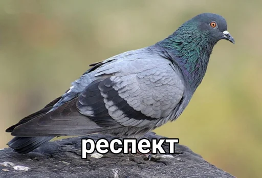 Голубь @GOLUBI_IMPERIUM665 @TgEmodziBo Голубь @GOLUBI_IMPERIUM665 @TgEmodziBo -