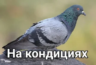 Стикер Голубь @GOLUBI_IMPERIUM665 @TgEmodziBo - 9