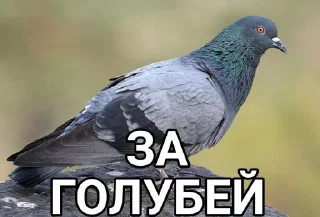 Стикер Голубь @GOLUBI_IMPERIUM665 @TgEmodziBo - 5