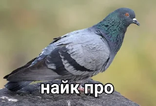 Стикер Голубь @GOLUBI_IMPERIUM665 @TgEmodziBo - 7