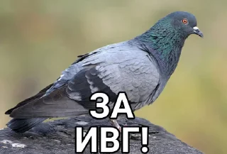 Стикер Голубь @GOLUBI_IMPERIUM665 @TgEmodziBo - 3