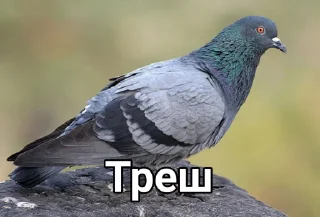 Стикер Голубь @GOLUBI_IMPERIUM665 @TgEmodziBo - 10