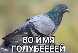Стикер Голубь @GOLUBI_IMPERIUM665 @TgEmodziBo - 6