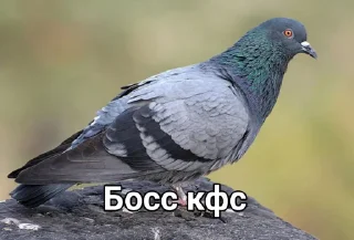 Стикер Голубь @GOLUBI_IMPERIUM665 @TgEmodziBo - 2