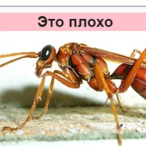 Планета Гугл