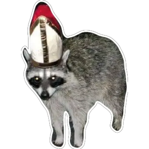 Habēmus Raccoon Habēmus Raccoon -