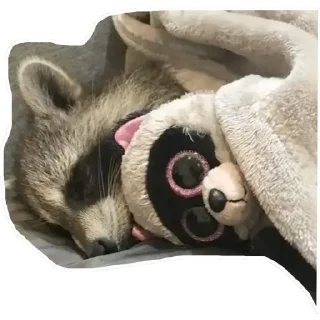 Sticker Habēmus Raccoon - 0