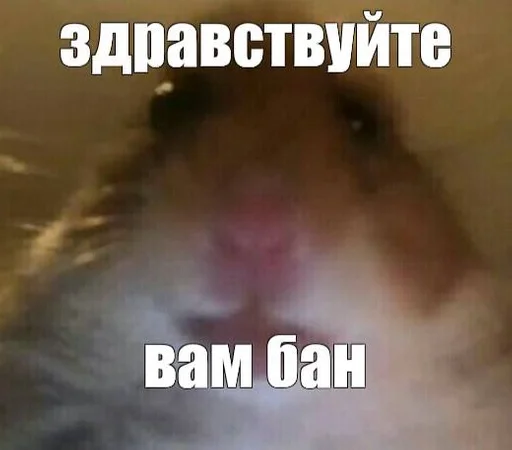 🐭 :: @fStikBot 🐭 :: @fStikBot -