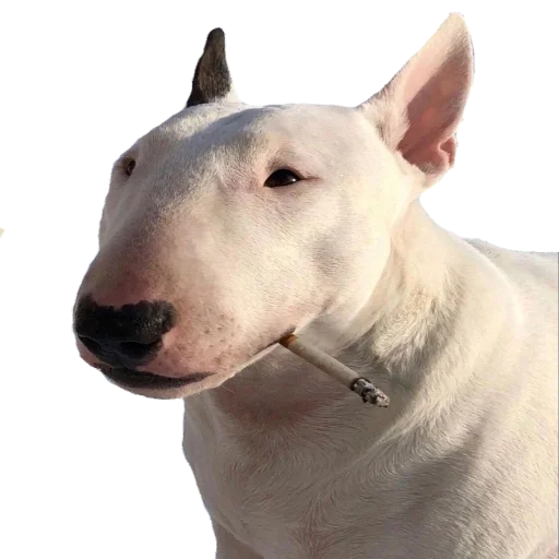 happy_dogs happy_dogs -