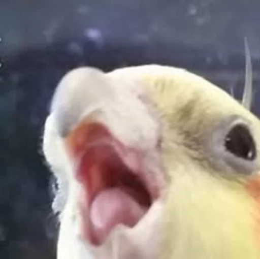Birb Birb -