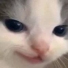 HeheCat by stul HeheCat by stul -