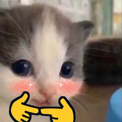 кошка кошки малого и среднего размера домашняя кошка