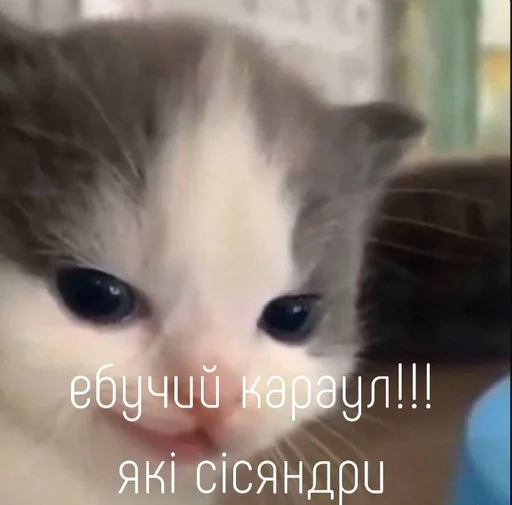 млекопитающее животное кошка