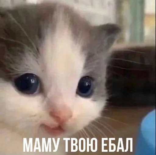 млекопитающее животное кошка