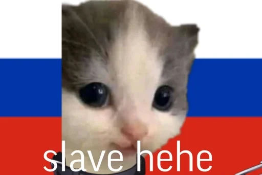 млекопитающее животное кошка