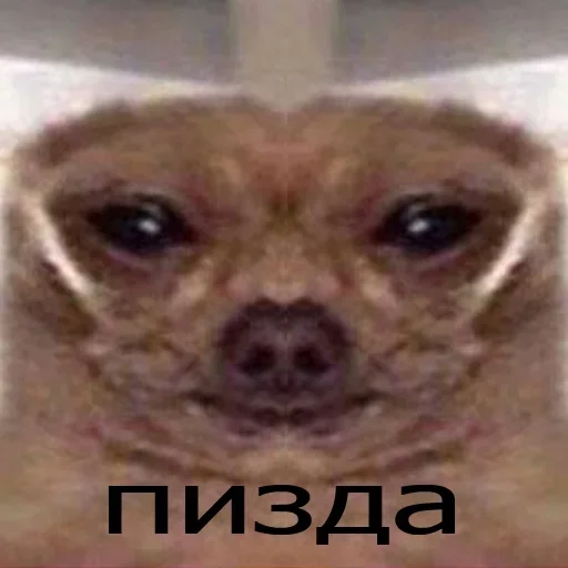 helfaer by @fStikBot helfaer by @fStikBot - Человек
