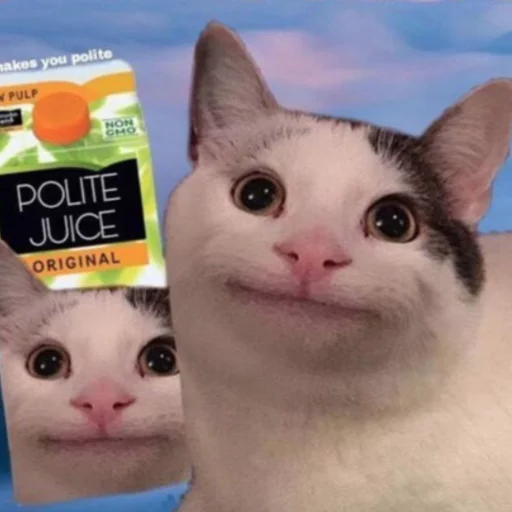Polite Cat Polite Cat - animal