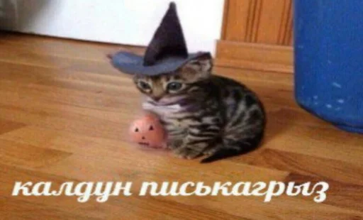 mammal mammal small to medium-sized cats animal