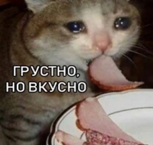 mammal mammal animal cat