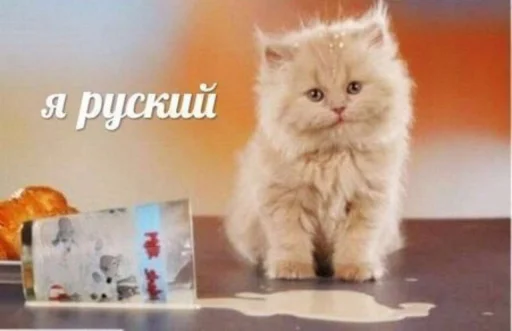 mammal mammal animal cat