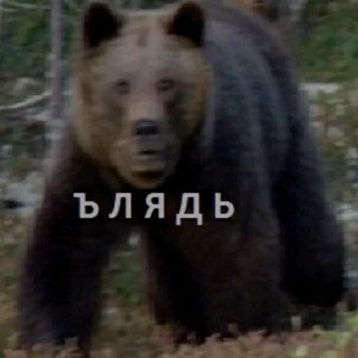 Sticker ненавижу эти следы - 2 Sticker ненавижу эти следы - 2
