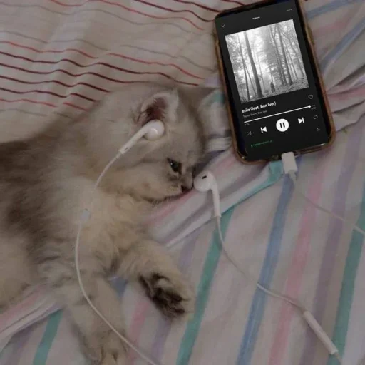 Котики → @hh_cat Котики → @hh_cat -