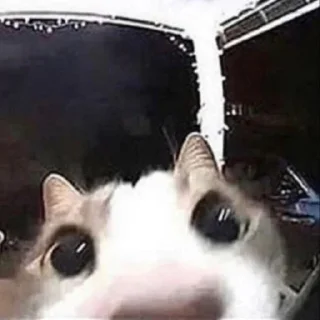 Стикер HIRUMO_memes - 2