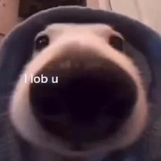 Стикер HIRUMO_memes - 10