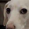 homophobic animals homophobic animals -