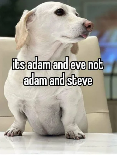 homophobic dog homophobic dog -